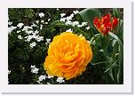 IMG_0736 * 3504 x 2336 * (2.71MB)